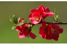 Hibiskus Çiçeği Kullanımı ve Faydaları Nelerdir?