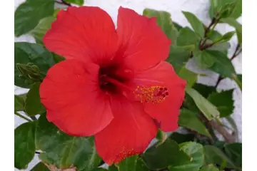Hibiskus Saça Faydaları Nelerdir?